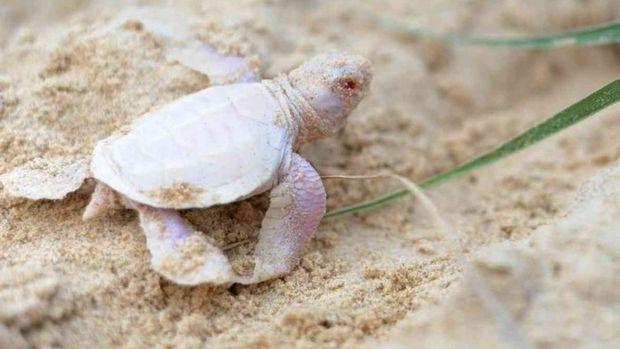 [Zoologie - Reptiles] Une tortue albinos vue en Australie (février 2016) Alby_l10