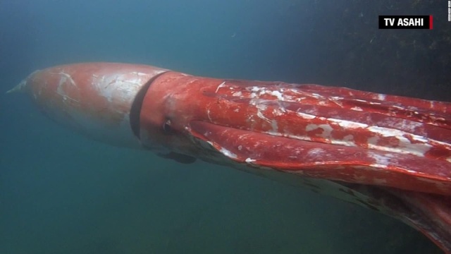 [Zoologie - Céphalopodes] Un calmar géant dans un port japonais (décembre 2015) Calmar10