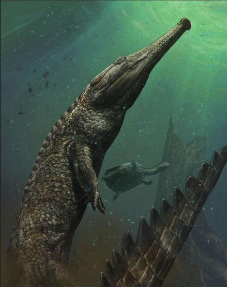 [Paléontologie] Le plus grand fossile de crocodile jamais découvert vient de Tunisie (janvier 2016) Machim10