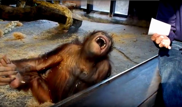 [Zoologie - Primates] Un orang outan éclate de rire devant un tour de magie (décembre 2015) Une_fe10