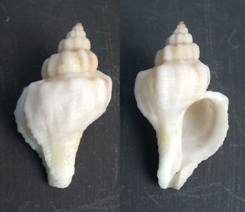 Muricidae Ocenebrinae Ocinebrellus inornatus (Récluz, 1851) Oceneb12