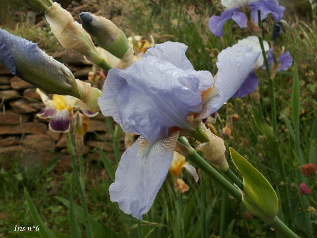 Iris 6 et 11 pamina [identifications en cours] Iris_610