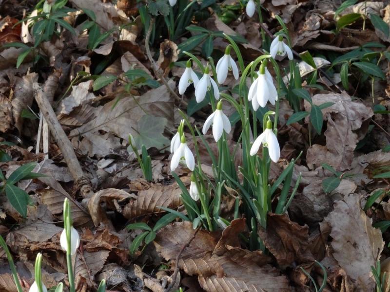 Petites fleurs des bois 514