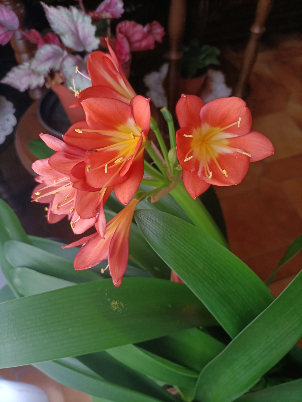 Clivia - Page 2 Img20215