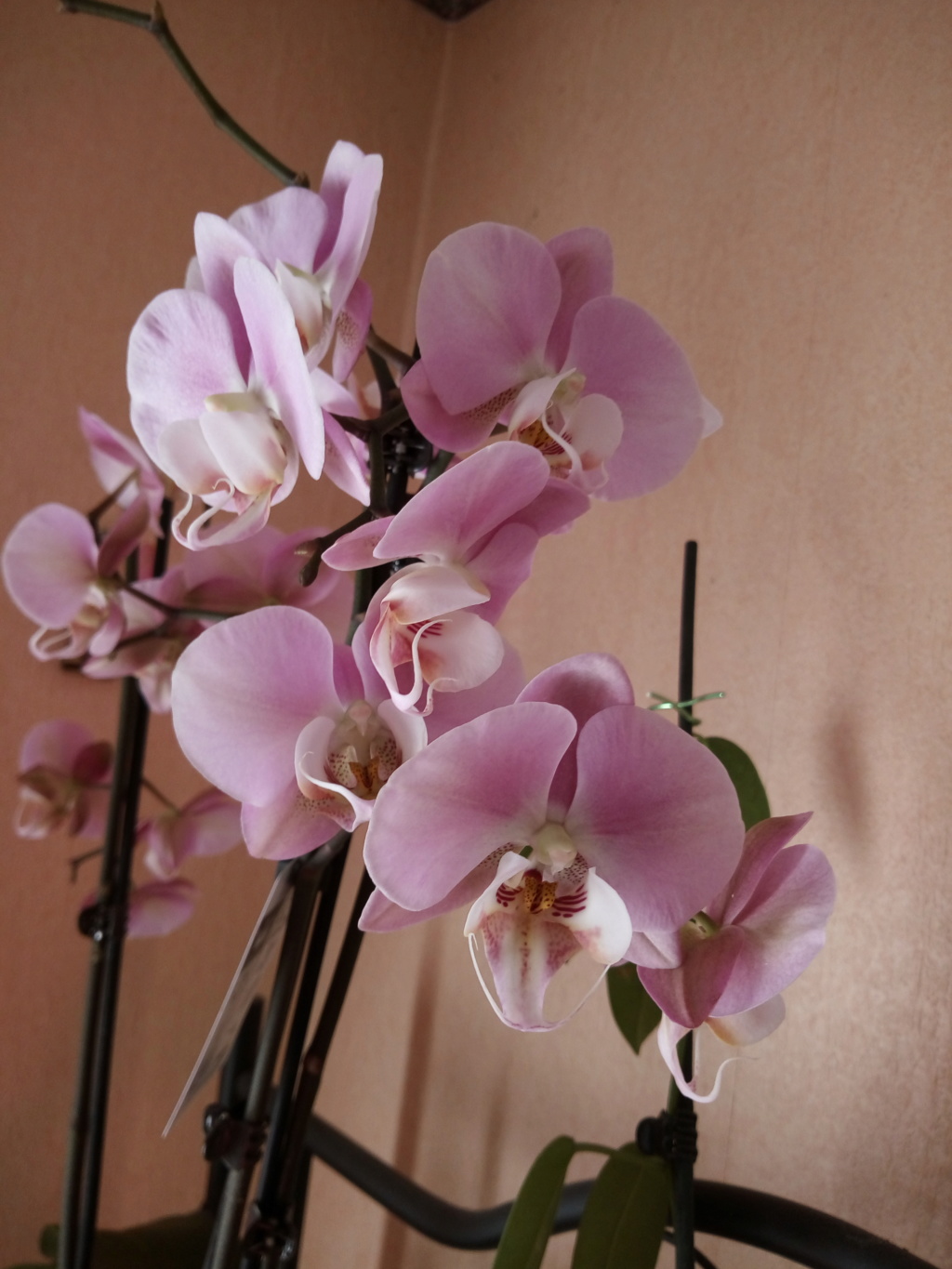 Phaleanopsis Img_2023