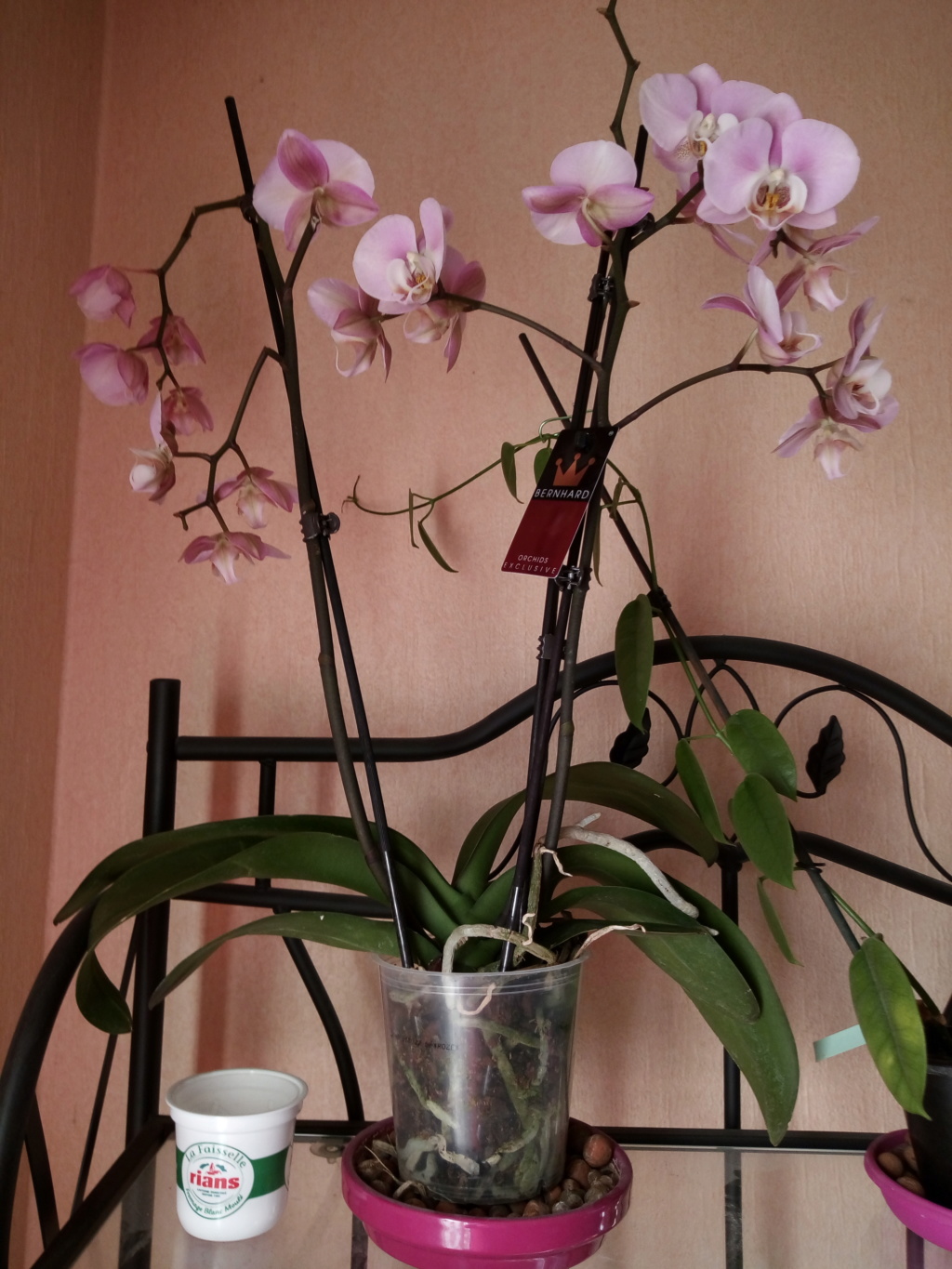 Phaleanopsis Img_2024