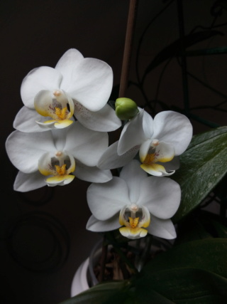 Refloraison maison phalaenopsis blanc Img_2056