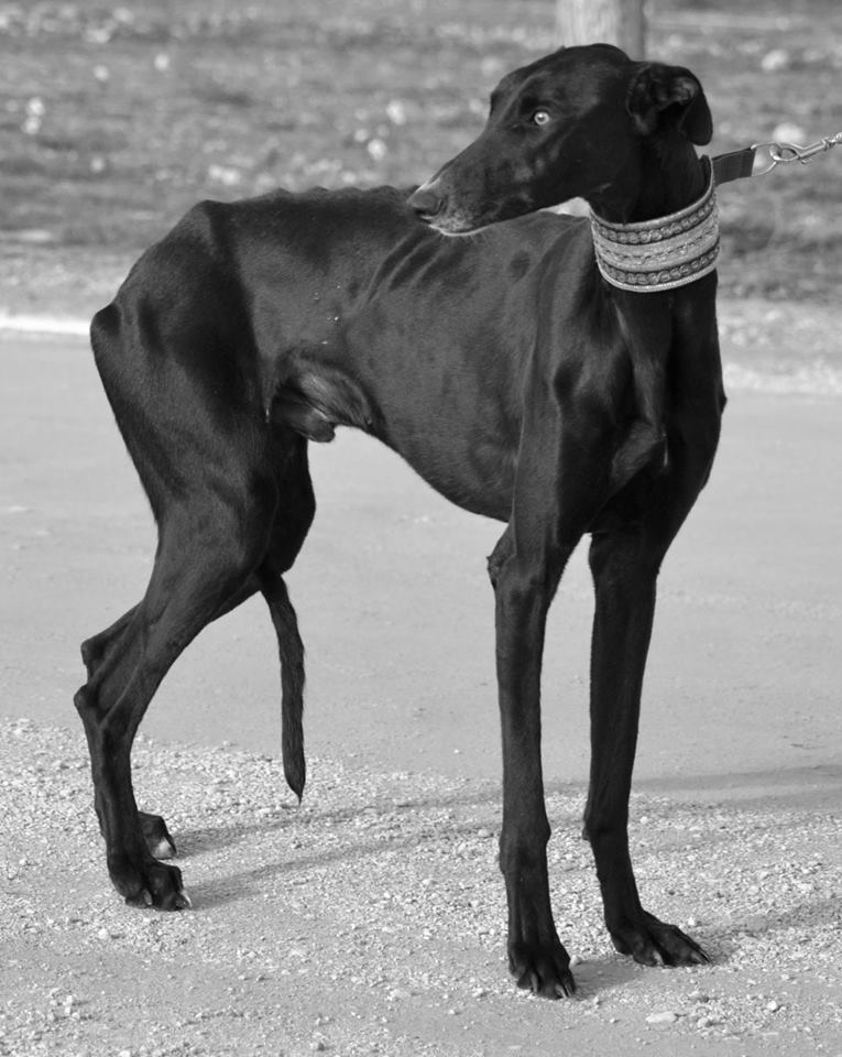 VIRIATO, sublime Black Galgo Viriat10