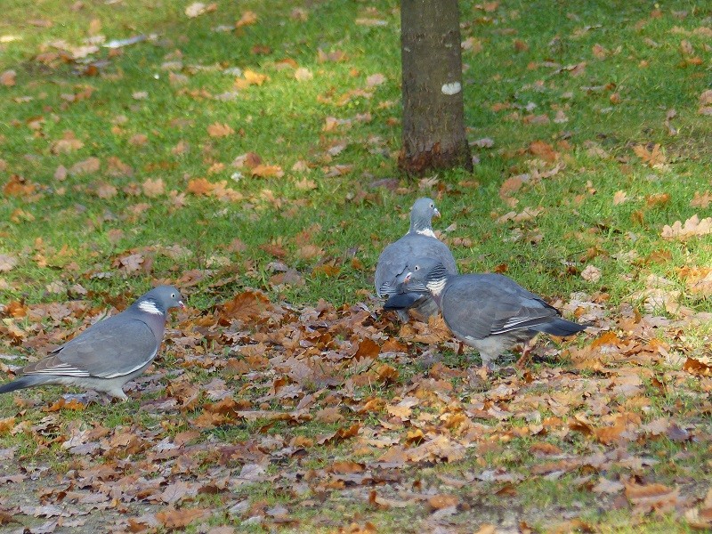 3 pigeons ramier décembre 2015 P1420510
