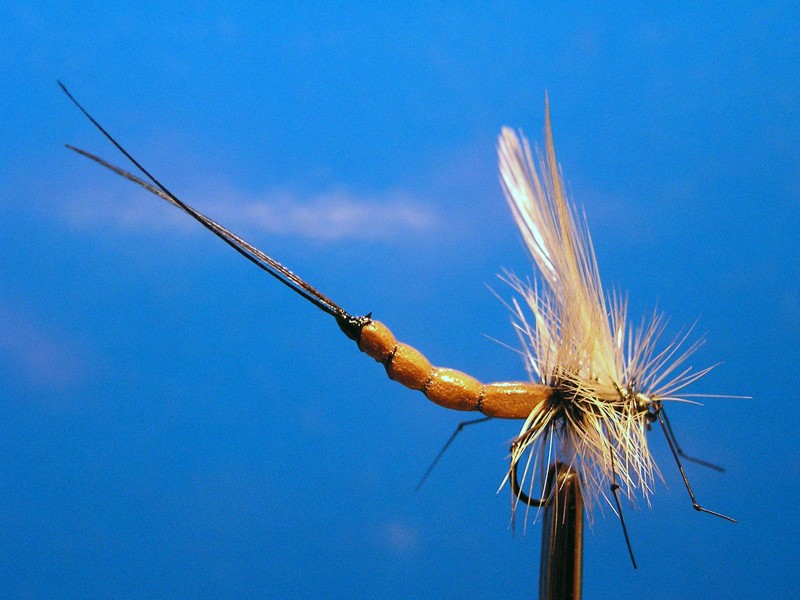 MATJA PLUT - Bully Mayfly10