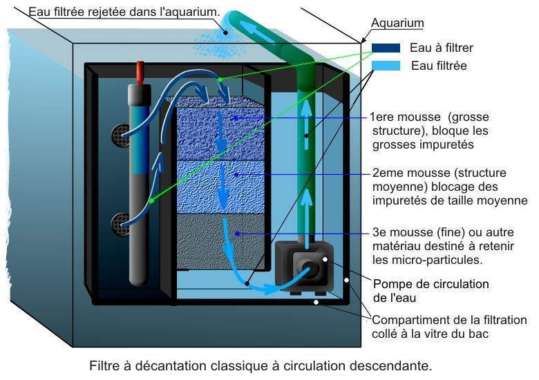 54 l semi-planté guppys mâles - colisa chuna - oto affinis Schema10