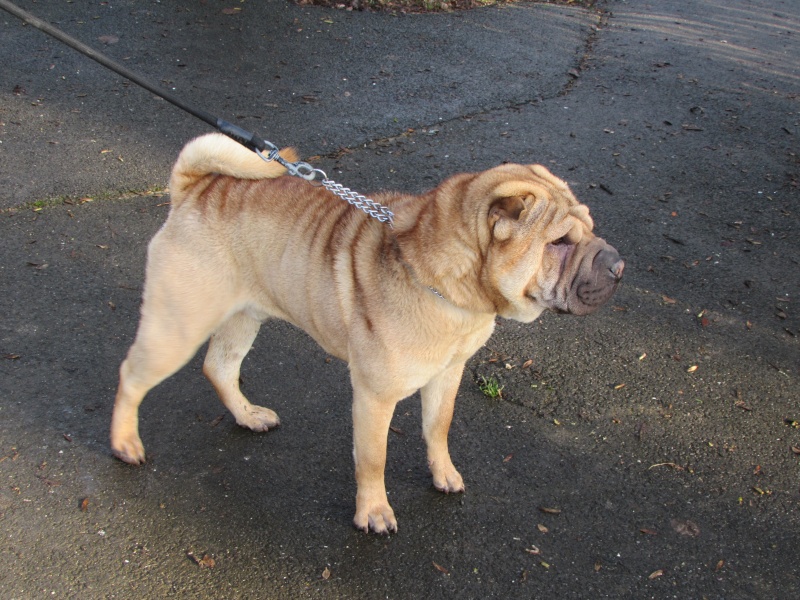 IGOR DIT BOUBOUILLE SHAR PEI 00111