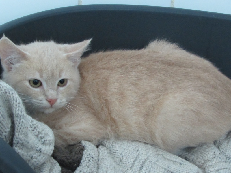 ADOPTION DE SAFRAN 02314