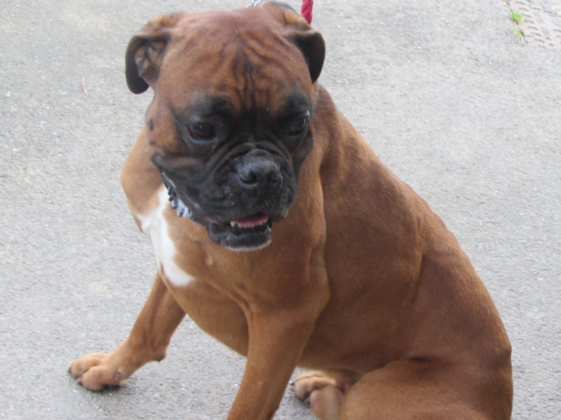 ADOPTION DE BROWN 02713