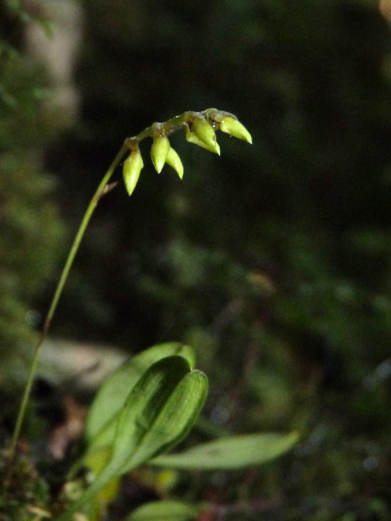 Bulbophyllum intertextum 091110
