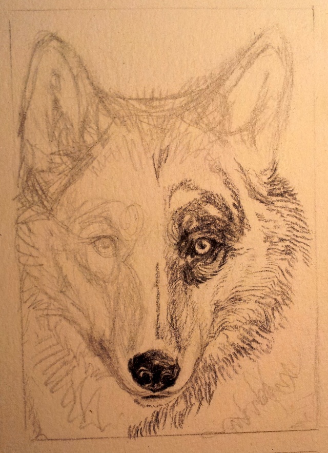 Loup format ACEO - WIP 20160215