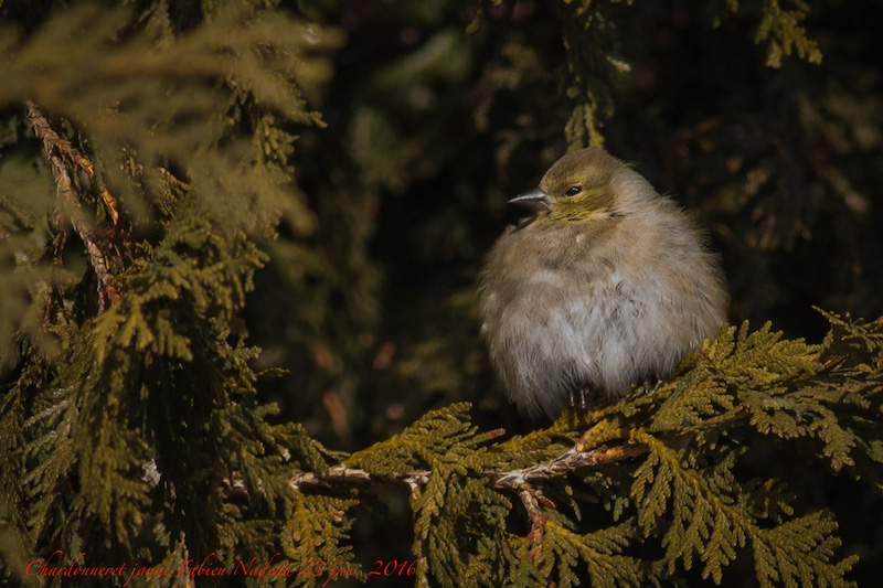 Chardonneret Img_2810