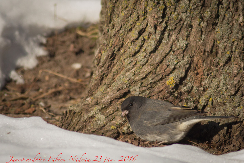 Junco ardoisé Img_2811