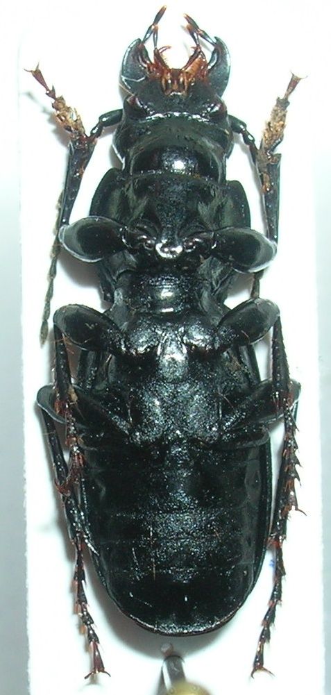 Pterostichus (Oreophilus) impressus Carabi11