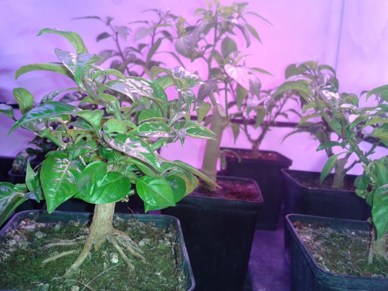 Indoor Bonsai under LED lights. - Page 13 20151210