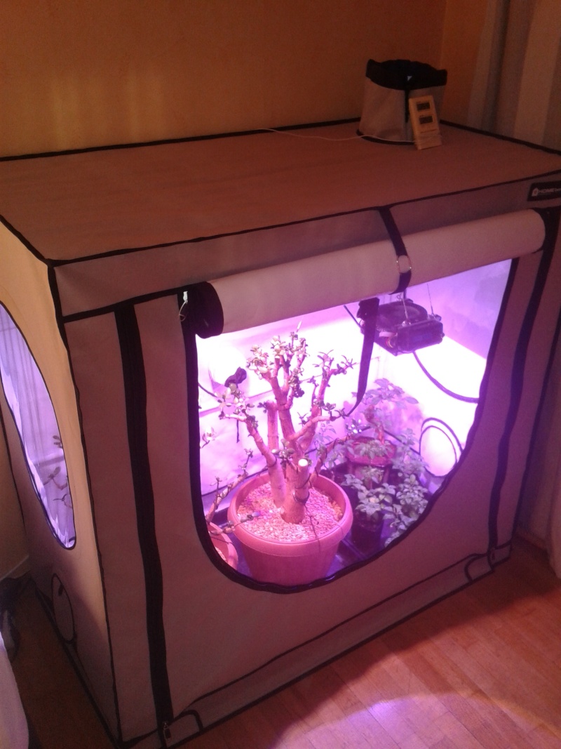 Indoor Bonsai under LED lights. - Page 13 20160115