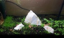 Nanos crevettes aquascapés 20151114