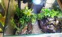 Nanos crevettes aquascapés 20151122