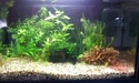 Nanos crevettes aquascapés - Page 3 20151230