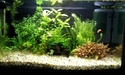 Nanos crevettes aquascapés - Page 3 20160119