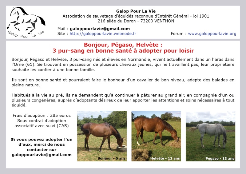 BONJOUR - PS né en 2011 - adopté en septembre 2016 Psslip12