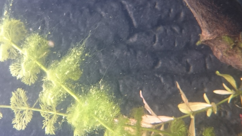 algues diverses et fertilisation besoin de conseils Dsc_0411
