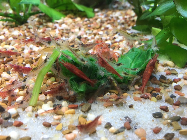 Cherrys eating spinich Shrimp10