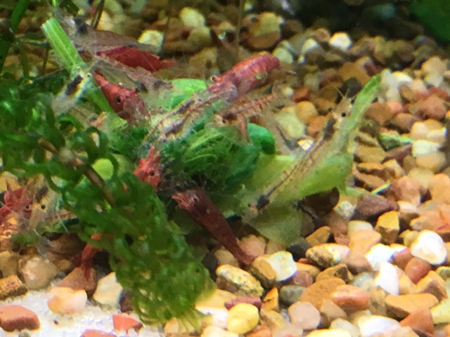 Cherrys eating spinich Shrimp11