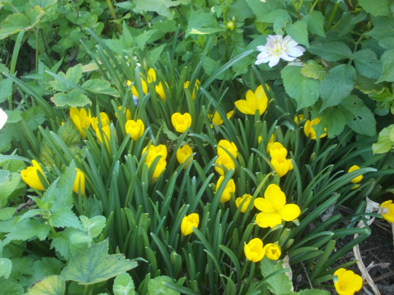 Sternbergia lutea, Crocus jaune d’automne, Vendangeuse Dscn6912