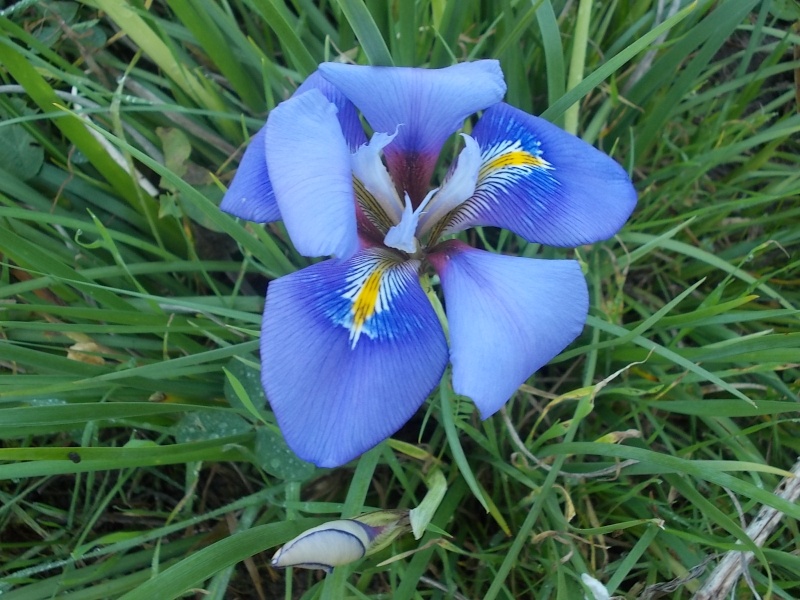 Iris unguicularis ou Iris d'Alger - Page 4 Dscn8844