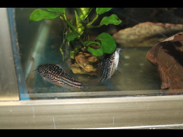 identification : corydoras Elegans ou Napoensis Genghi14