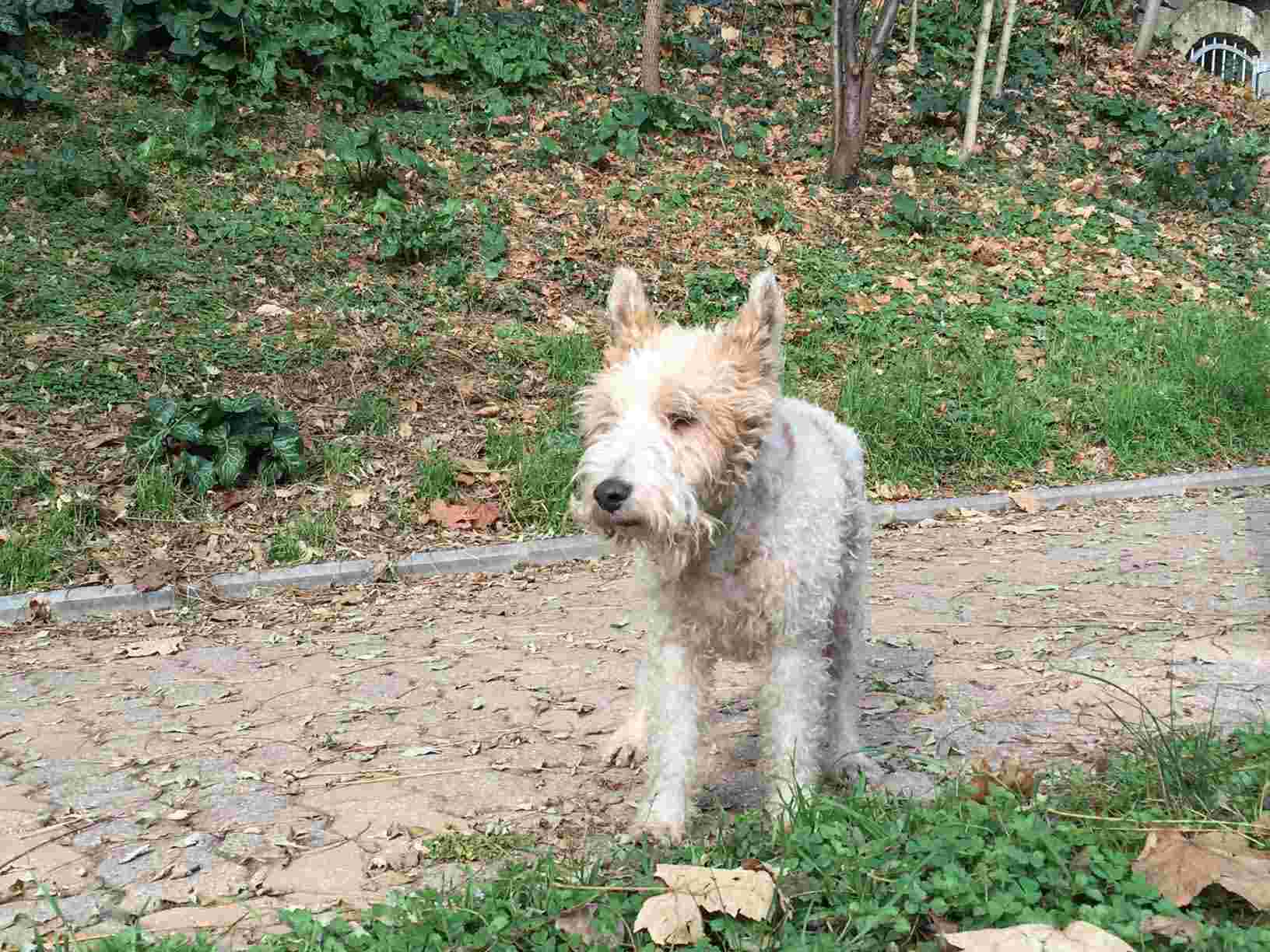 TITINE - fox terrier 9 ans - Refuge des Berauds à Romans (26) - en FA Unname10