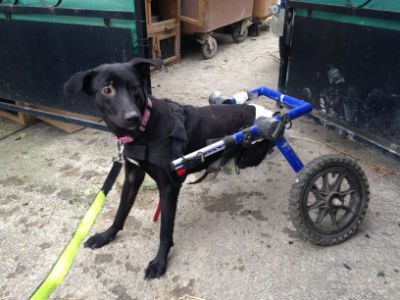 XENA, identifiée 788.269.100.001.111, chez SUZY HANDICAP, dpt 14 - Page 2 Xyna_c10
