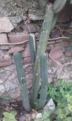 Echinopsis pachanoi - cactus San Pedro 20160115