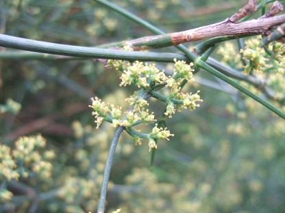 Ephedra altissima - éphèdre élevé Dscf9119