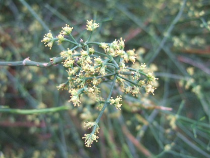 Ephedra altissima - éphèdre élevé Dscf9120