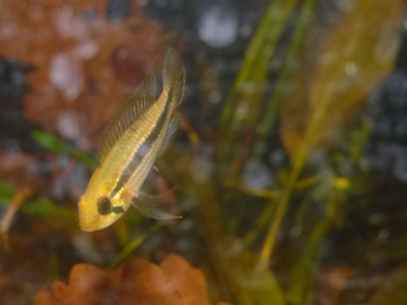 100L amazonien Apistogramma  sp.téfé F2 P1030010