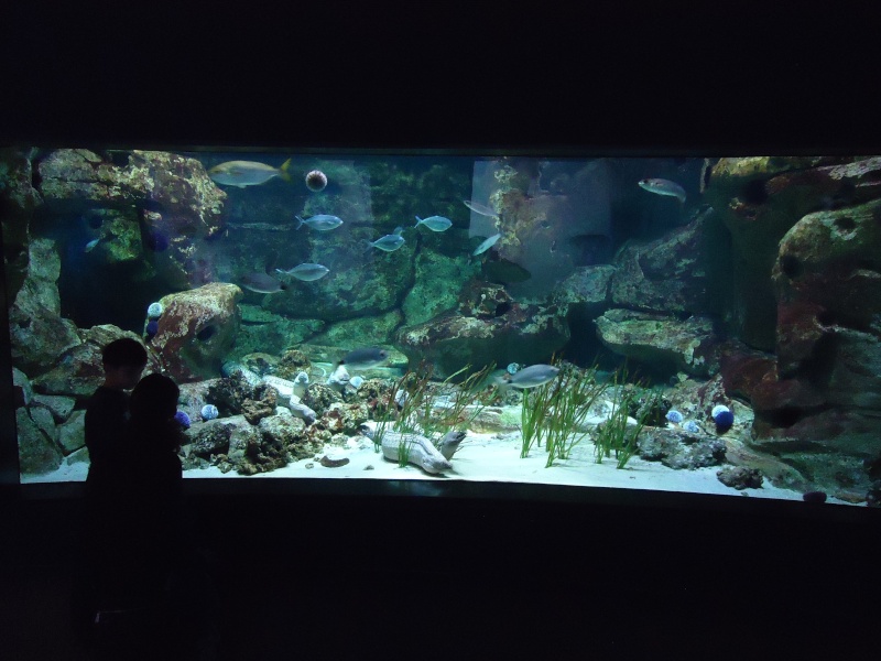 Aquarium du Trocadero à Paris Dsc08562