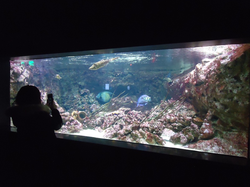 Aquarium du Trocadero à Paris Dsc08630