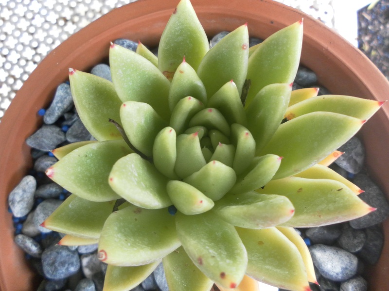 les plantes de syljou Echeve10
