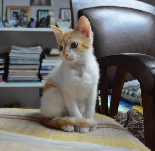 LINDBERGH, chaton mâle roux et blanc, né vers le 15.11.15 Dsc_0079