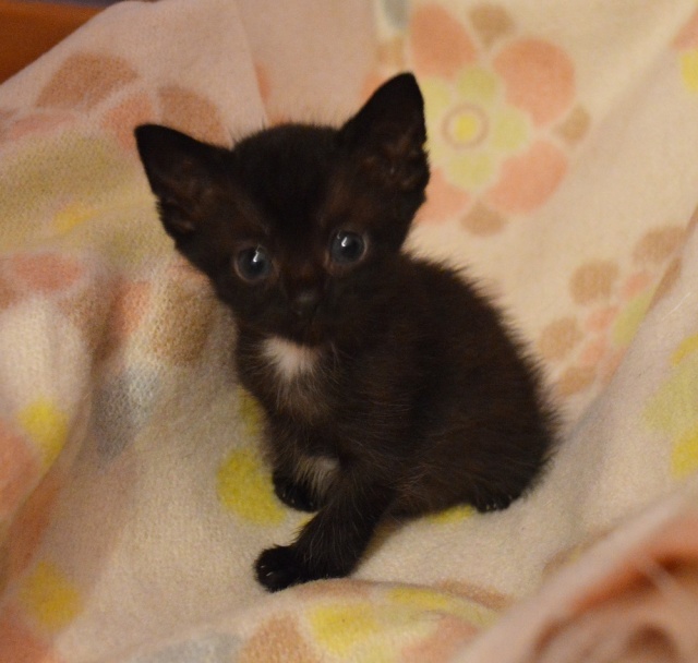 LOUPIOT, chaton mâle noir, né vers le 15.11.15 Dsc_0086