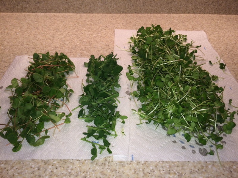 Microgreens Gardening - Page 5 Microg12