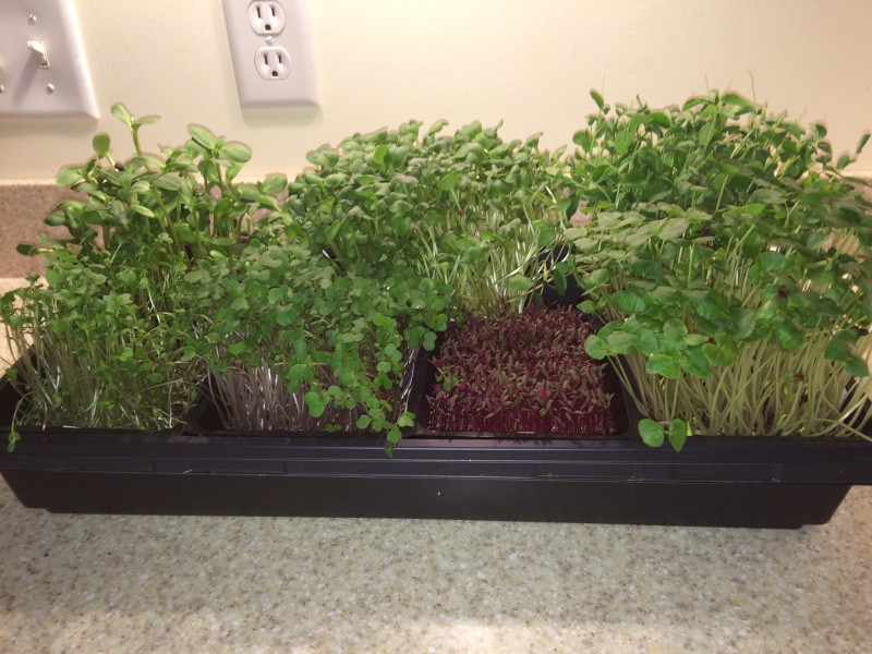 2015 SFG in Brooks, Ga - Page 10 Microg19