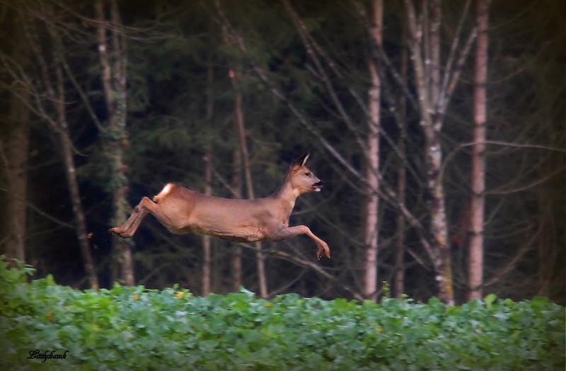 le " cerf-volant " Img_2510